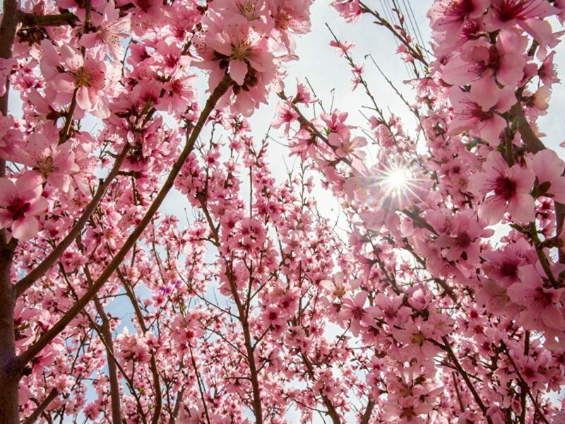 هوای بهاری در راه است؛ افزایش دما و وزش باد در برخی مناطق
