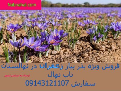 زعفران چیست؟