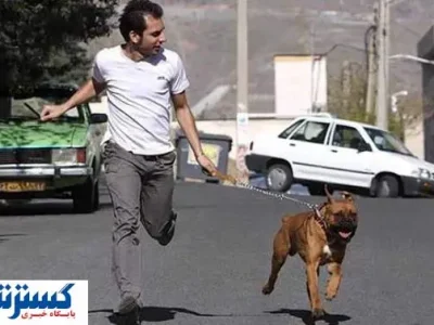 شهر برای صاحبان سگ خانگی نا امن شد