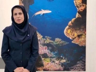 رصد کوسه‌ در سواحل کیش؛ پاسخ اداره محیط زیست به نگرانی‌ها