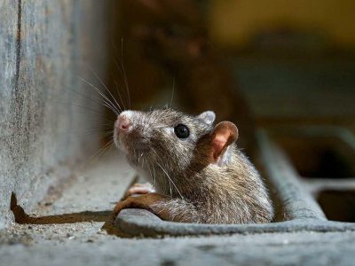فرسودگی مناطق از دلایل افزایش موش‌ها در پایتخت