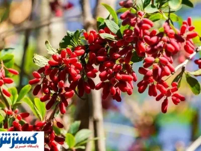 بورس زرشک و عناب راه اندازی می شود