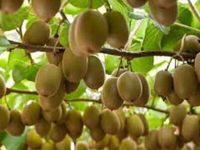 رشد ۴درصدی بازار جهانی کیوی تا ۵سال آینده| صادرات ۲۰۱هزار تنی کیوی ایران به بازارهای جهانی