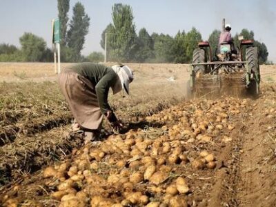 افزایش ۱۱ درصدی فروش جهانی سیب زمینی صادراتی در ۲۰۲۴؛ بازار اروپا داغ است