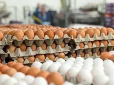دلایل افزایش قیمت تخم مرغ / تخم مرغ دانه‌ای ۱۲ هزار تومان شد