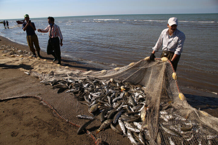 صید سالانه ۲۵۰ هزار تن انواع تُن ماهی در سواحل مَکُران