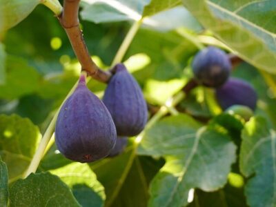 صادرات جهانی انجیر از ۸۶۱ میلیون دلار عبور کرد؛ کاهش ۵۸درصدی صادرات انجیر ایران