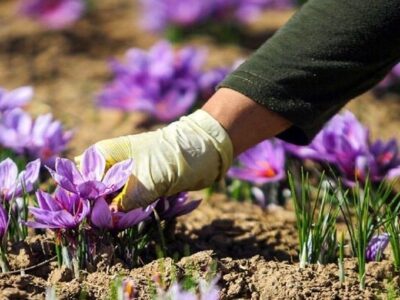 هیچ تغییری در زعفران کاری کشور نسبت به ۵۰ سال گذشته رخ نداد؛ ضرورت کشت مکانیزه طلای سرخ