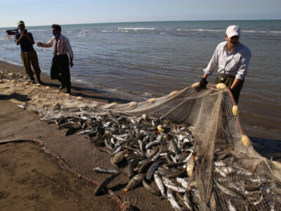 رئیس سازمان شیلات: تولید آبزیان کشور به ۱.۵ میلیون تن در سال ۱۴۰۴ رسید
