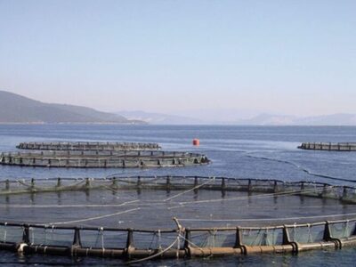 ممنوعیت صید ساردین و موتو ماهیان در آب‌های قشم از ۱۵ اسفند