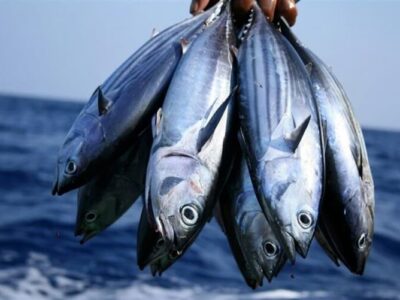 نگاهی به صنعت جهانی کنسرو ماهی؛ چشم انداز ۵۱ میلیارد دلاری در ۲۰۳۳