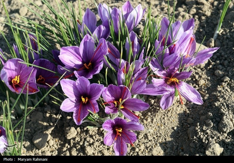 معاملات گواهی‌های سپرده زعفران به ۳۲ میلیارد تومان رسید