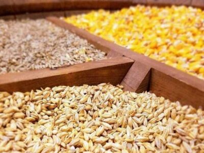 جزئیات تازه از واردات نهاده‌های دامی / گردش مالی سالانه به ۸ میلیارد دلار رسید