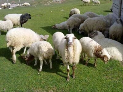 بازار گوشت گوسفندی زیر فشار هزینه های تولید؛ دامداران خواستار حمایت واقعی دولت هستند