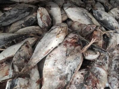 کشف یک تن ماهی قاچاق توسط دریابانان چابهار